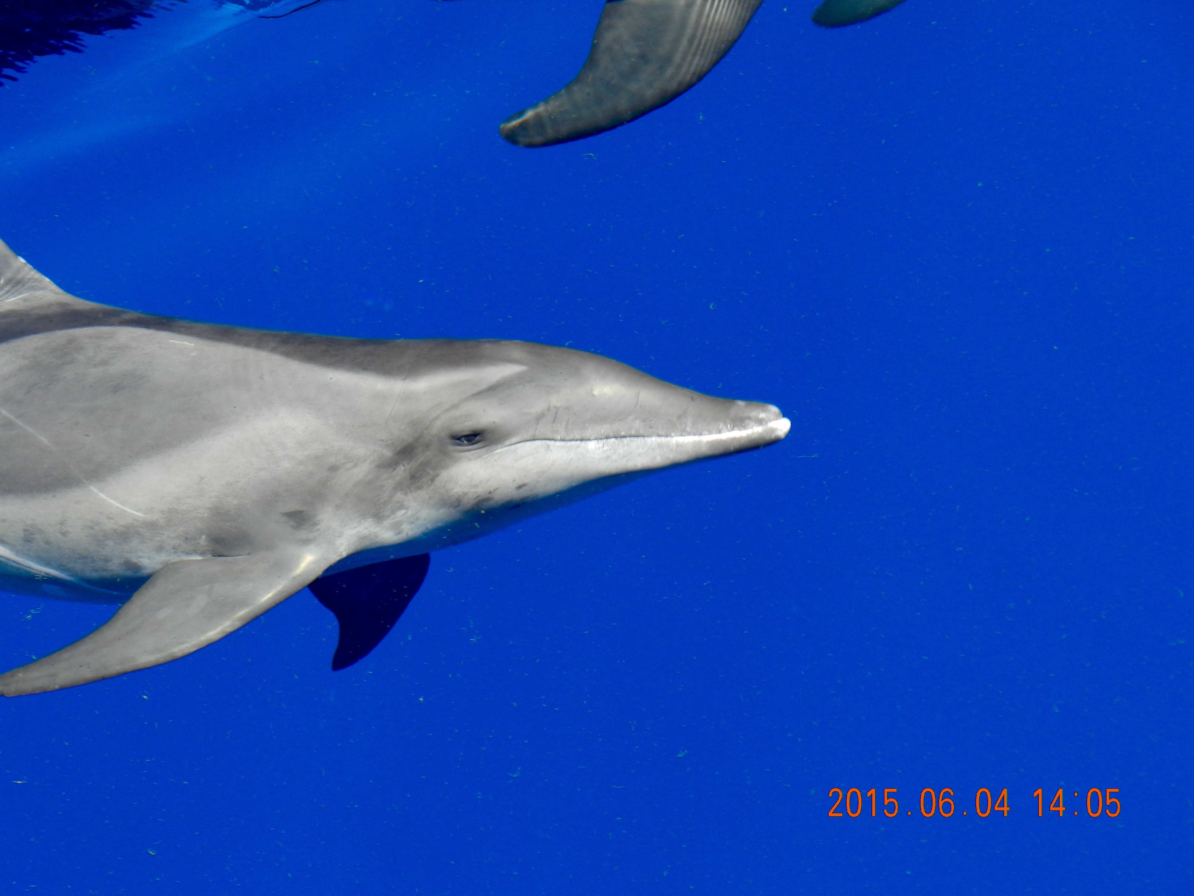 Dolphin Close up
