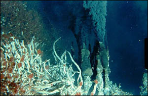 Hydrothermal vent photo.