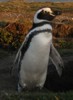 Penguin Colony/Chile