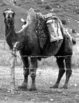 Camel1