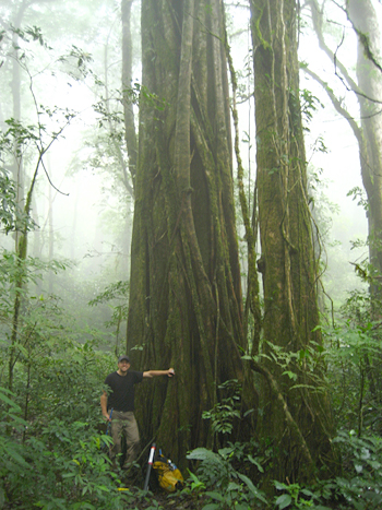 Researcher Kevin Anchukaitis sampled nearly 30 old trees in the Monteverde cloud forest before finding two whose climate data could be extracted