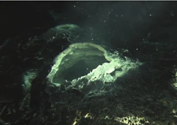 Shimmering hot water containing white masses of microbes exits from a seafloor vent. Such so-called “snowblower” vents are seen only right after eruptions—evidence of a vast bloom created by these events.