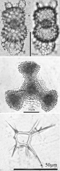 Radiolaria from equatorial regions found living in the Arctic Ocean in 2010. Top-bottom: Didymocyrtis tetrathalamus; Dictyocoryne truncatum; Zygocircus rhombus (Bjorklund et al., Jnl Micropalaeontology 2012)