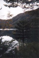funkytree