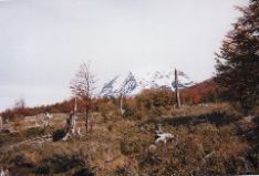 torres-and-dead-wood