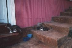 gattos-on-pink