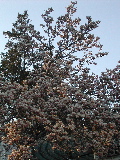DSCN0872.JPG
