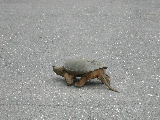 DSCN0983.JPG