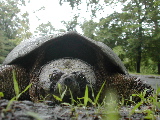 DSCN1006.JPG