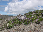 DSCN0768.jpg