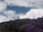DSCN0780.jpg