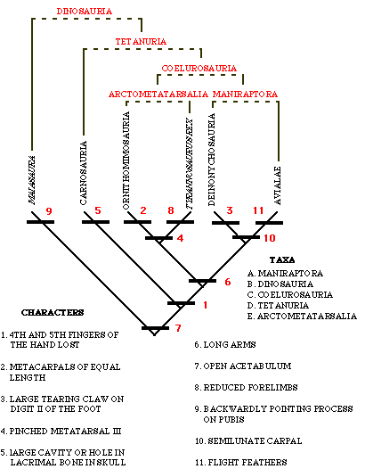 Practice Cladogram