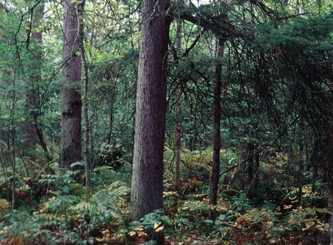 Eldridge Swamp white spruce