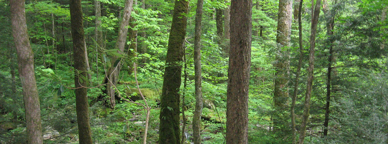 old-growth, mixed-mesophytic forest