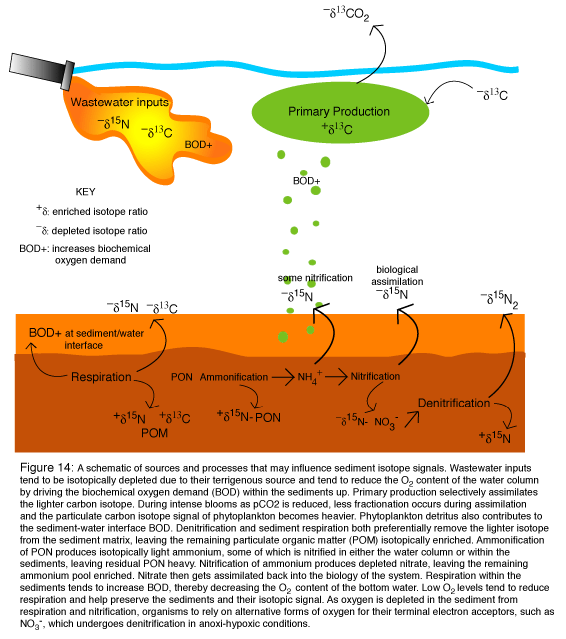 Sources and processes that may influence sediment isotope signals.