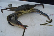 bluecrab