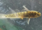 naked goby