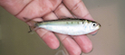 menhaden