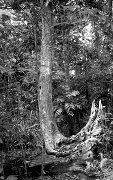 MunaTeak