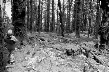 EdInMossyForest1b