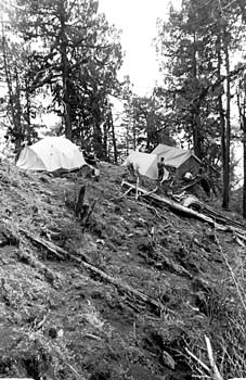ForestCamp