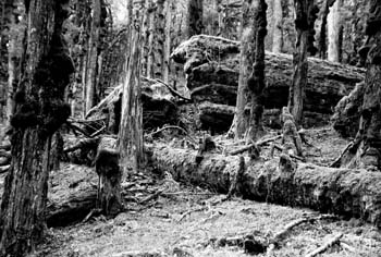 MossyForest1b