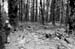 EdInMossyForest1b