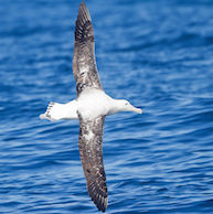 albatross