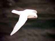snowy petrel