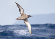 Sooty Shearwater