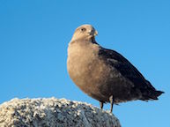 Skua