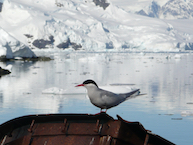 Tern