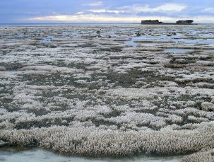 Bleached coral in the Great Barrier Reef. Photo: Oregon State University