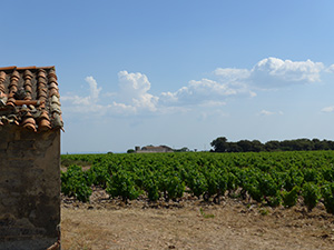 A vineyard just outside Orange, France, June, 2013. Many areas in France have kept harvest records for centuries; these show that with warming climate, harvest dates have advanced dramatically in the last 35 years. (Elizabeth Wolkovich)