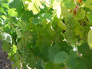 Wine grapes in an experimental vineyard in the Vaucluse region of France, June 2014. (Elizabeth Wolkovich)