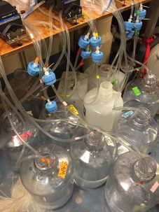 Each sample that went into Matthew Harke’s project required filters 60 liters of seawater—the filtering station set up by the Dyhrman Lab started to look a little bit like a many-tentacled sea creature. Photo: Kyle Frischkorn filtering station at the Dyhrman Lab