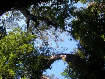 Okarito Forest