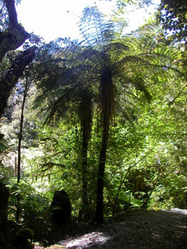 Tree ferns in Okarito Forest