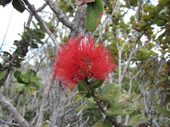 ‘Ohi’a tree (Metrosideros polymorpha) blossom.