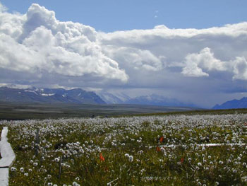 Tussock tundra landscape with cotton grass