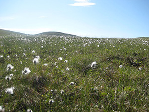 Cotton grass flowers on the tundra of northern Alaska. These and other cold-region plants do not respond as steadily to increasing heat as previously thought, according to a new study. (Kevin Griffin/Lamont-Doherty Earth Observatory)