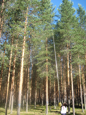 Zsofia Stangl, a student at Umea University and coauthor, collects leaf samples from a pine stand in northern Sweden. (Mary Heskel)