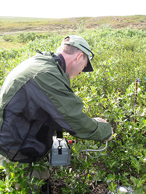Study coauthor Matthew Turnbull measures chlorophyll fluorescence of an arctic willow near the Toolik Lake research station in northern Alaska (Kevin Griffin/Lamont-Doherty Earth Observatory)