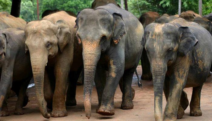 Asian elephants, like these in Sri Lanka, are sensitive to temperature. A new study explores how far plant and animal populations would have to migrate to maintain current temperatures in a world 2°C warmer. Photo: Amila Tennakoon, CC-BY-2.0