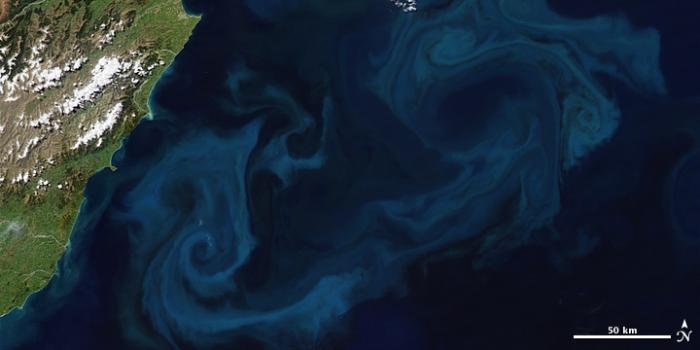 A phytoplankton bloom off New Zealand. (Robert Simmon and Jesse Allen/NASA)