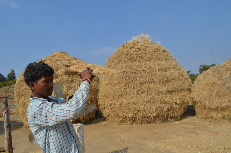 A famine in the 1870s killed some 50 million people in Asia, Africa and Brazil. Here, an Indian farmer separates rice from chaff. (Kevin Krajick/Earth Institute)