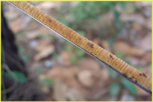 Scientists assembled a record of rainfall going back over 750 years by measuring widths of annual fokienia hodginsii rings. The rings are visible in cores taken from the tree trunks; these do not damage the tree.