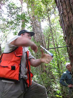 Tree-ring scientist Brendan Buckley of Columbia University’s Lamont-Doherty Earth Observatory extracts a core of wood from an ancient fokienia hodginsii tree in Bidoup Nuiba National Park, Vietnam.