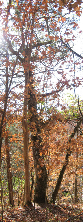 old chinkapin oak in KY