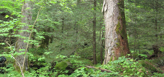 old-growth, mixed-mesophytic forest